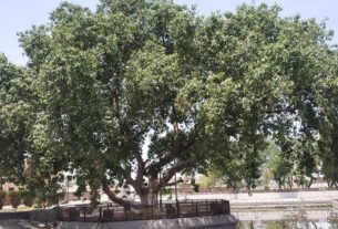 http://citytehelka.in/sirsa-me-75-saal-se-adhik-aayu-vale-364-pedon-ko-milegi-har-saal-pansion/