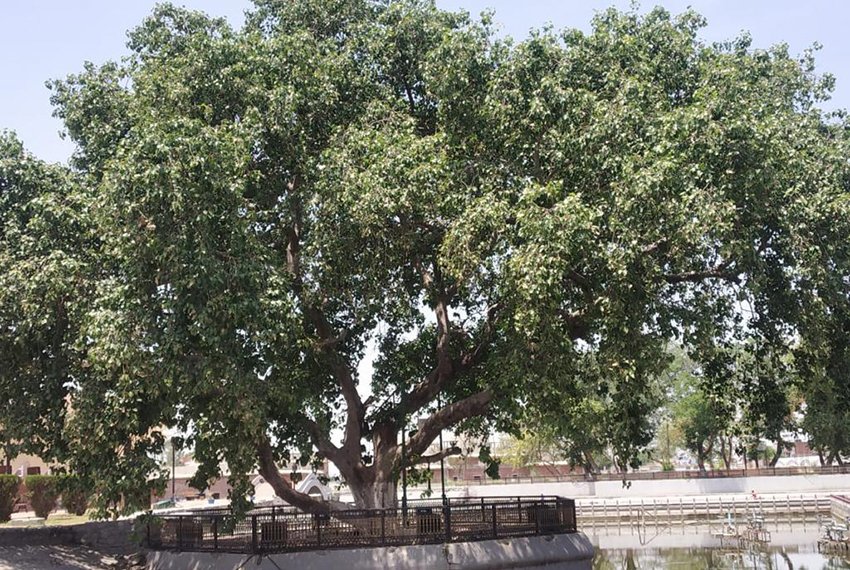 http://citytehelka.in/sirsa-me-75-saal-se-adhik-aayu-vale-364-pedon-ko-milegi-har-saal-pansion/