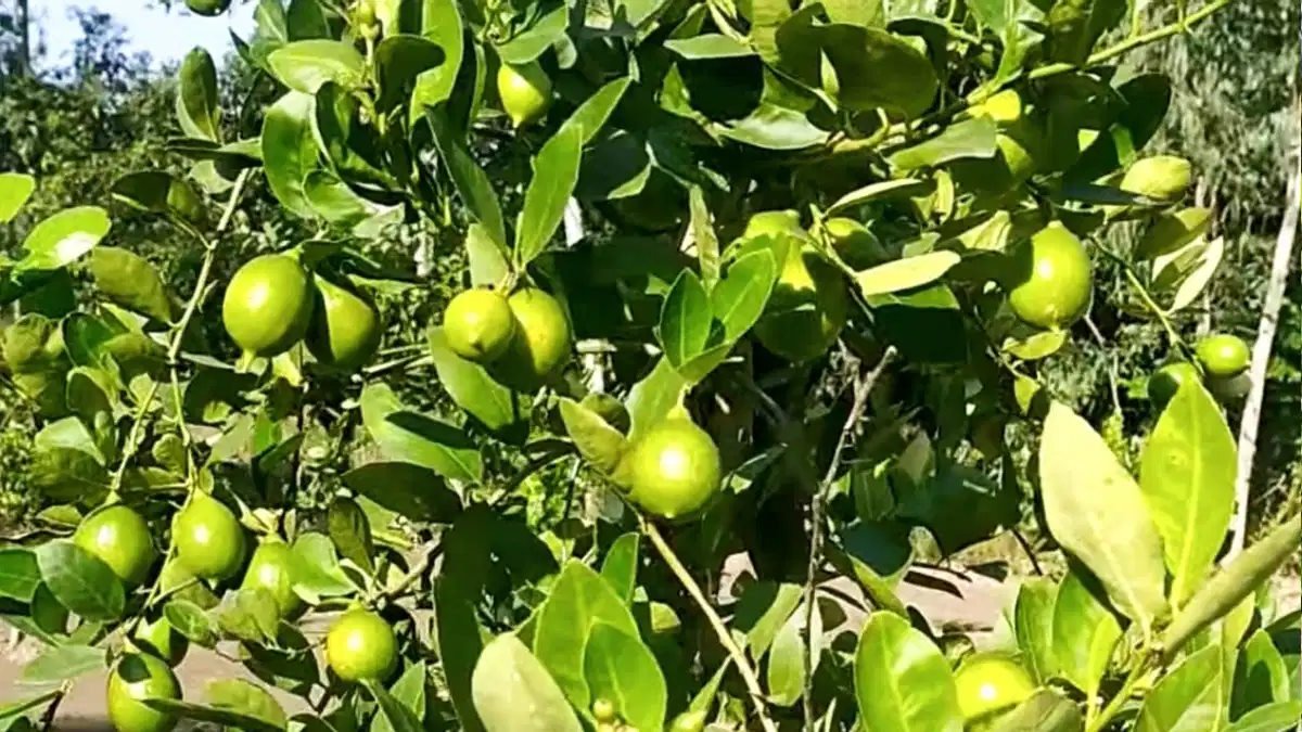 poison free farming