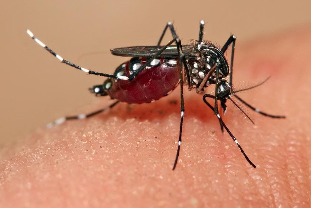 0.50273100 1682395295 world malaria day