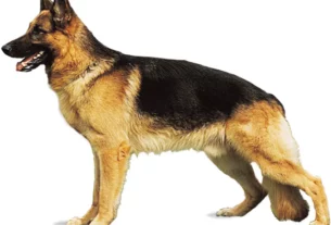 German shepherd