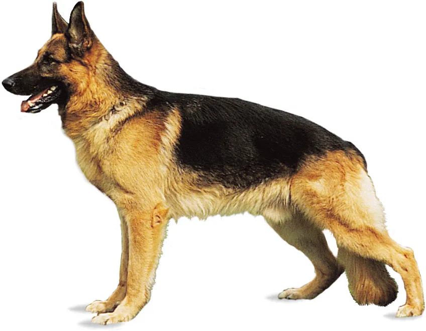 German shepherd