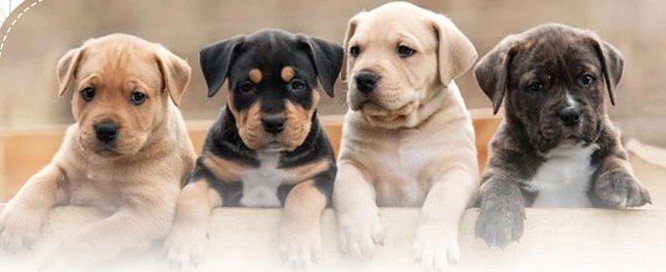 Fatehabad में घर के बाहर खेल रही डेढ़ वर्षीय बच्ची को पालतू कुत्तों ने नौंचा 2 32c10cc3e9d8b2e246818bf817f3476a1662965077889551 original