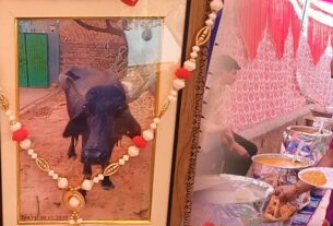 'Ladli' buffalo dies, farmer organizes death feast