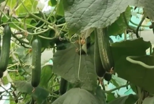 Israeli cucumber in Yamunanagar