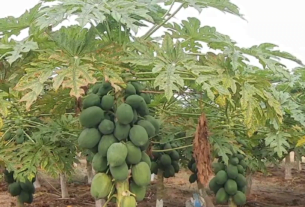 Farmer earned lakhs of rupees by cultivating papaya in Rohtak