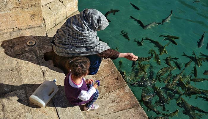 fish feeding 1