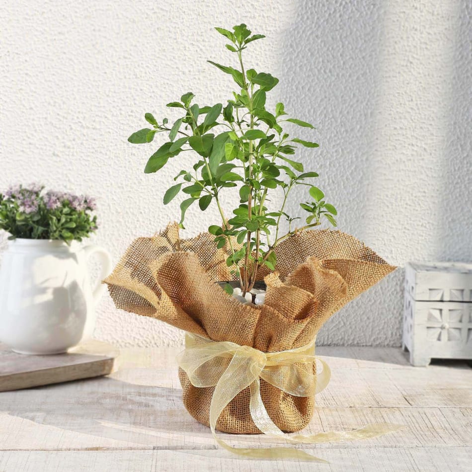 p tulsi plant in jute wrapping with plastic planter 198769 m