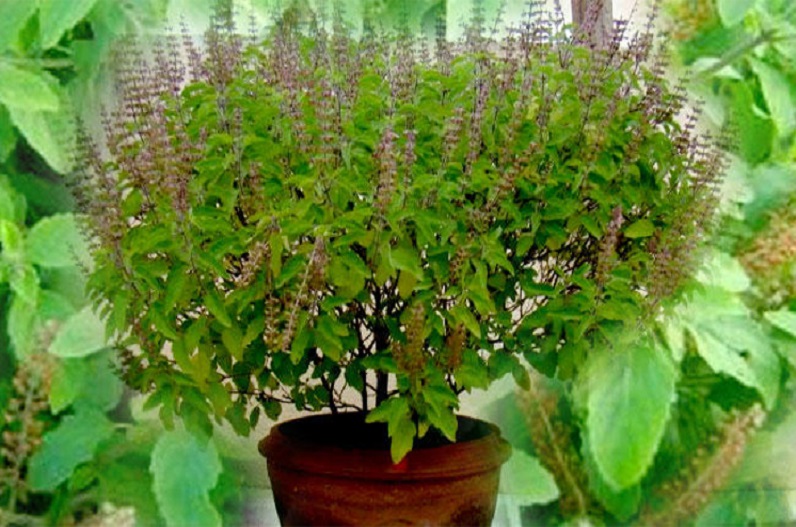 tulsi plant