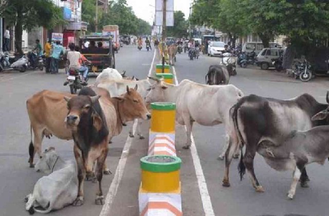 road accidents caused by stray animals