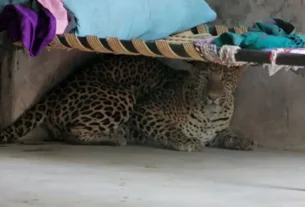 Leopard entered the house and vandalized