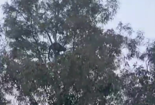 Leopard sitting on the top of a tree 50 feet high