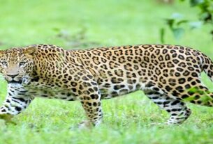 Many villages in Sonipat claim to have leopards