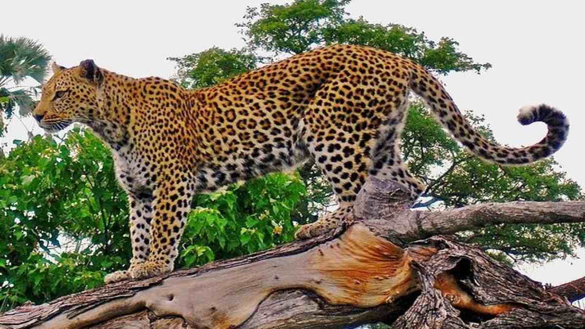 Leopard created a stir in Hisar