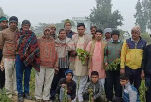 Charkhi Dadri: Tomatoes planted on potato plants