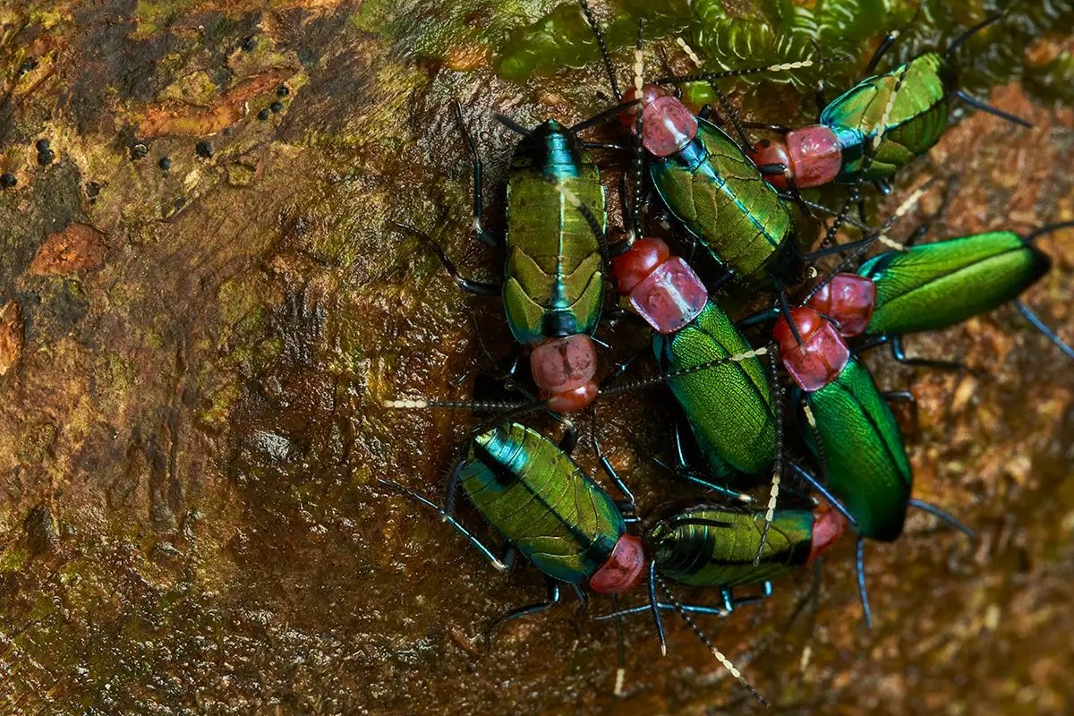 Dinosaurs मर गए लेकिन Cockroaches बच गए 8 1 25