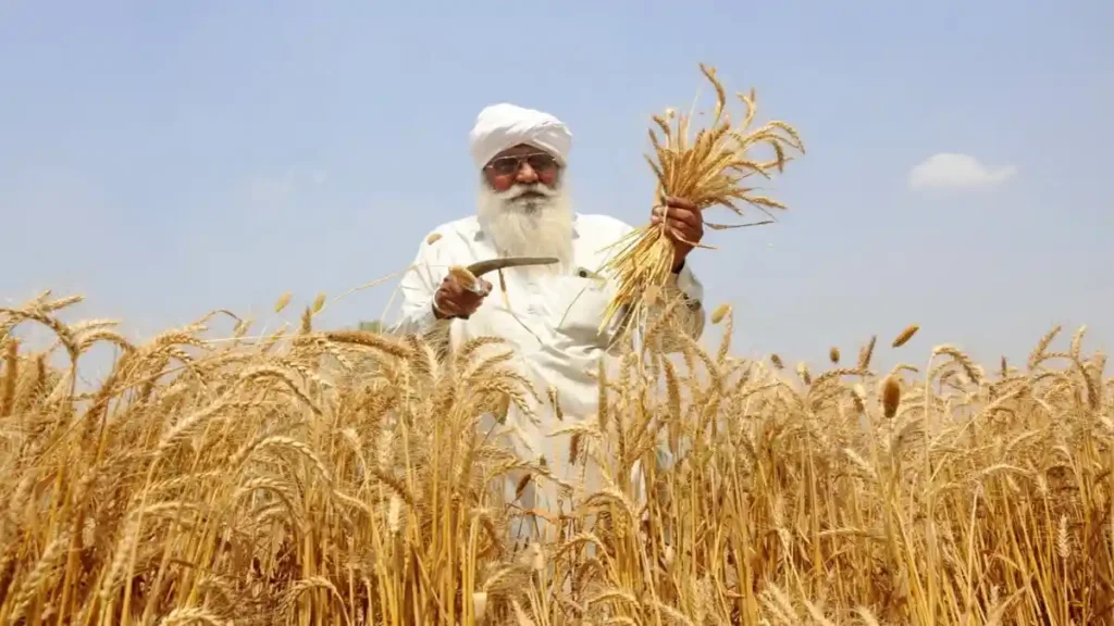 Rabi marketing season 2024-25 -3