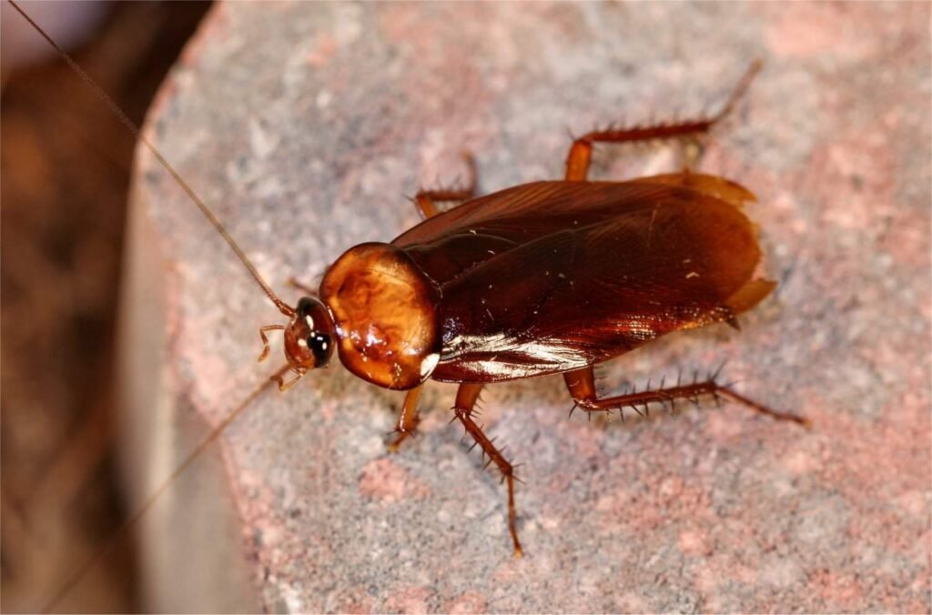 Dinosaurs मर गए लेकिन Cockroaches बच गए 6 BrownCockroach