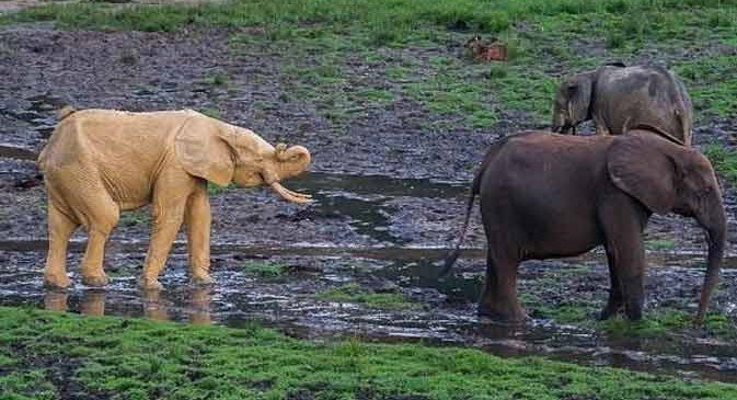 Ivory is more expensive than gold - 6