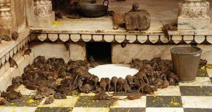 Rajasthan : 25 हजार चूहों के बीच होते हैं Karni Mata के दर्शन, 500 वर्ष पुराना Temple, जानिए History 6 Karni Mata temple - 5