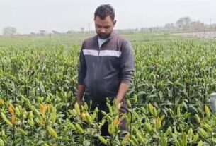 Effect of hailstorm on flower farming also