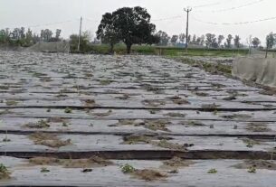 Farmers' crops destroyed due to hailstorm