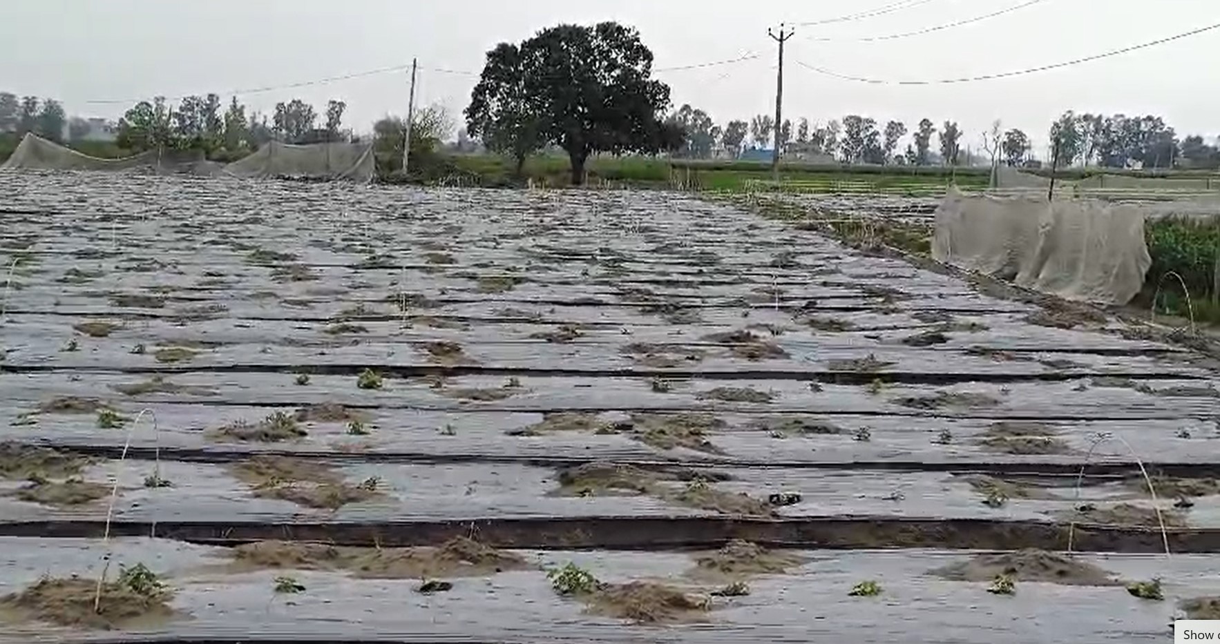 Farmers' crops destroyed due to hailstorm