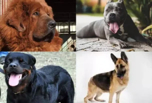 ban on the sale and breeding of dangerous dogs of 23 breeds