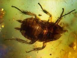 Dinosaurs मर गए लेकिन Cockroaches बच गए 9 download 10