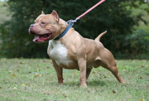 Rottweiler and Pitbull dogs