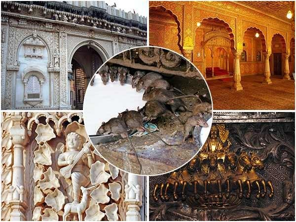 Rajasthan : 25 हजार चूहों के बीच होते हैं Karni Mata के दर्शन, 500 वर्ष पुराना Temple, जानिए History 2 Karni Mata temple -2