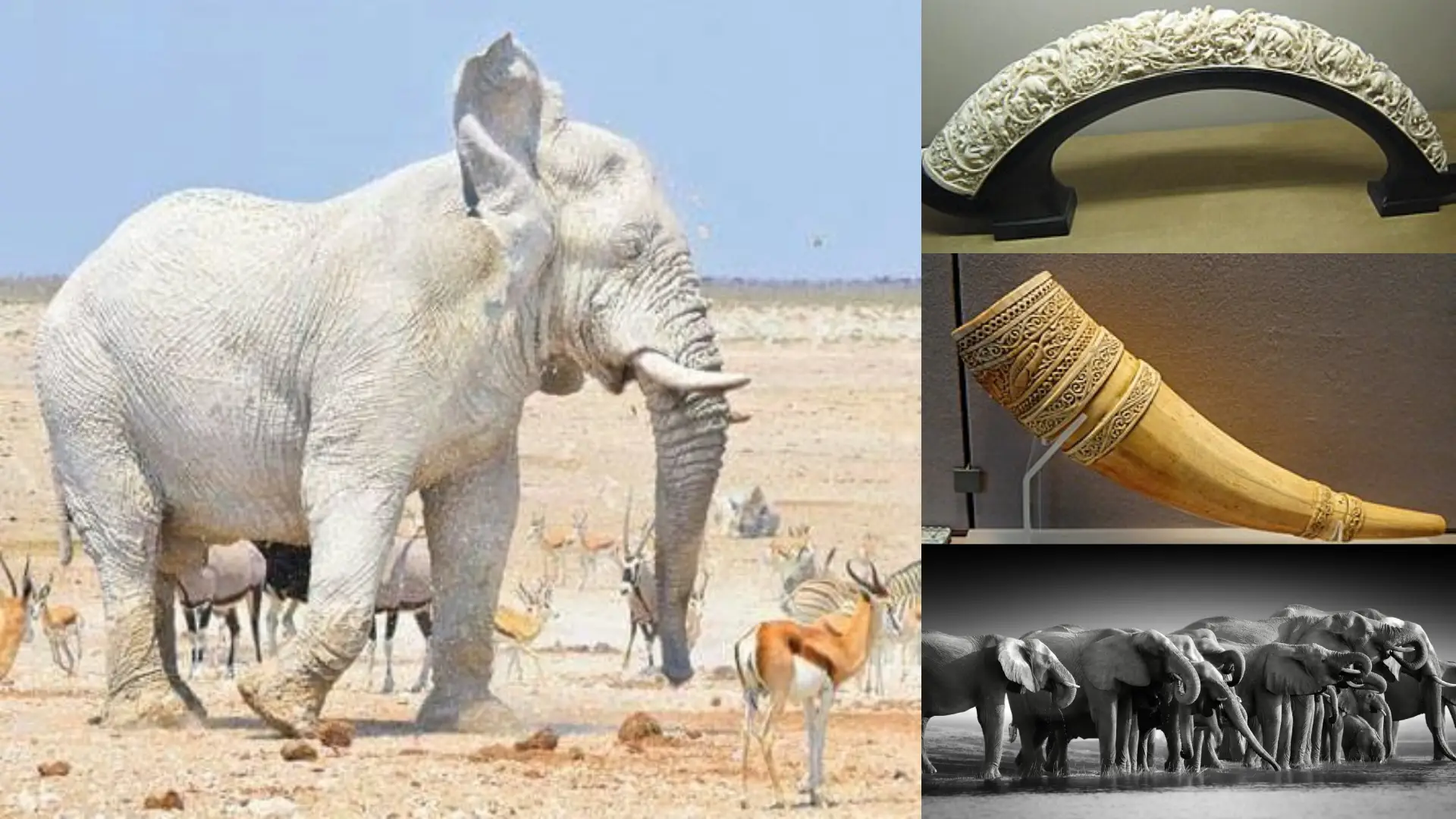 Ivory is more expensive than gold