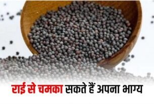 pinch of mustard will solve financial problems