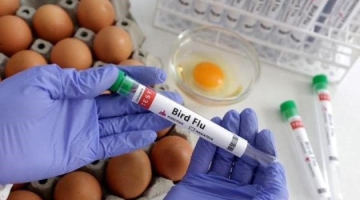 Bird Flu : क्या है बर्ड फ्लू? जानिए इसके लक्षण, कारण और रोकथाम के उपाय 3 2023 02 15T190016Z 1 VL7 RTRLXPP 2 LYNXPACKAGER