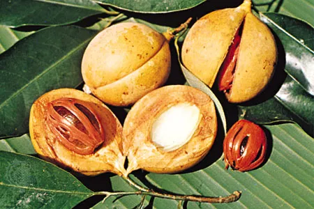 Miraculous Trick : जीवन से हर बला को दूर करेगा जायफल(Nutmeg), बना देगा सच्चा धनी 2 Nutmeg -2