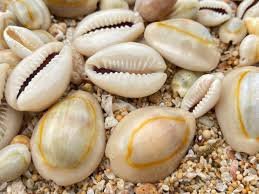 acacia tree will fill your life with light - 5