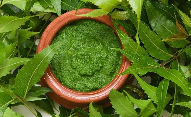 Neem leaves -4