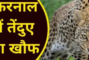 Leopard movement in Karnal