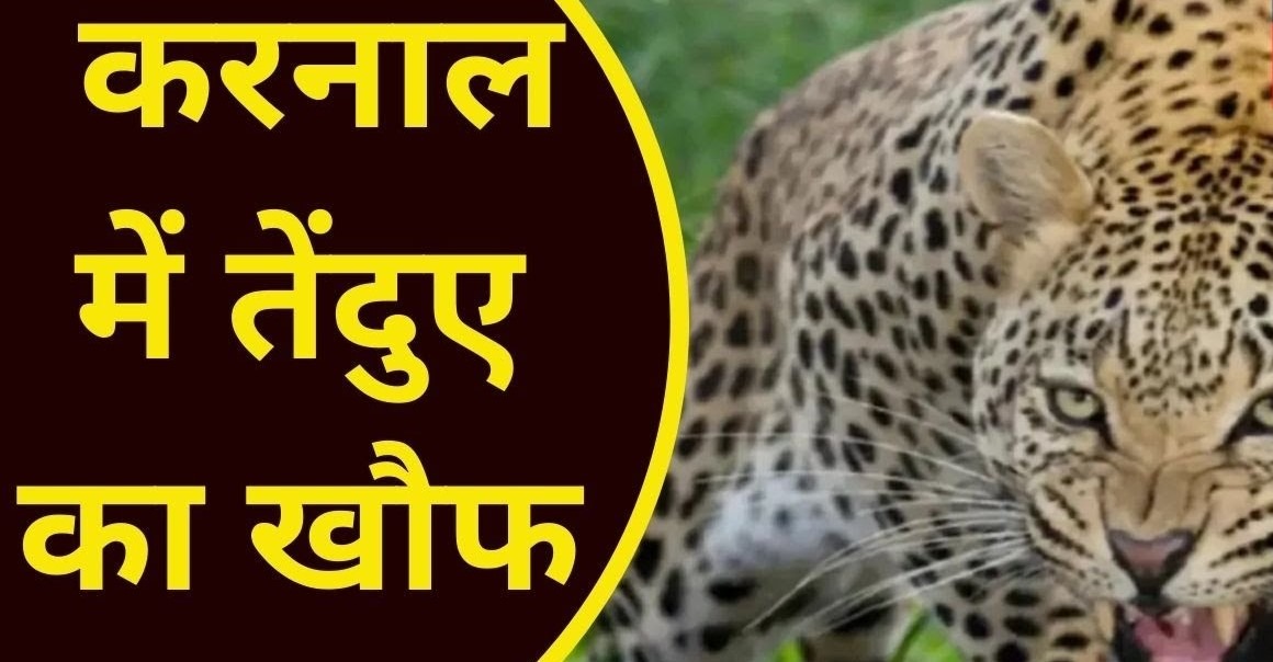 Leopard movement in Karnal