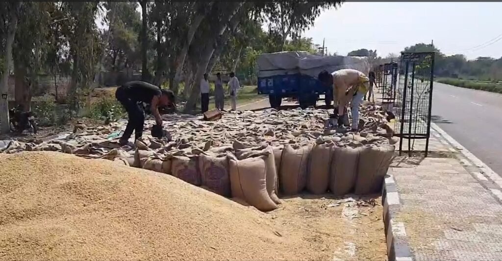 सड़क पर गेहूं 1