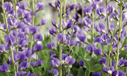 Indigo kept in the house will remove family disputes - 2