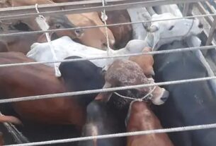 Nuh, police freed 20 cows