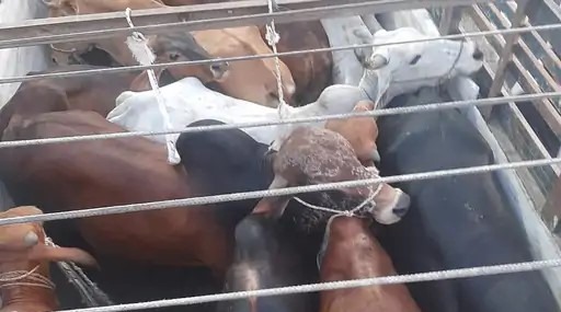Nuh, police freed 20 cows