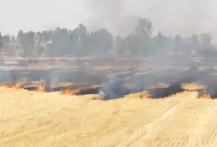 Farmers are not desisting from setting fire to crop residues in Gohana