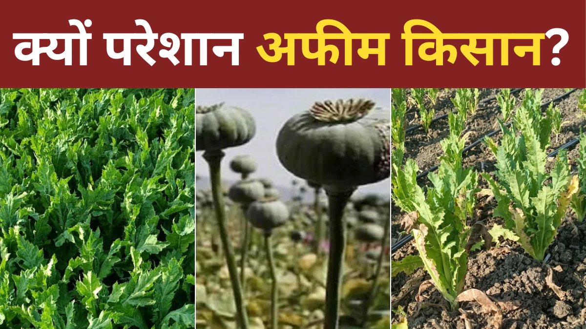 opium smuggling case