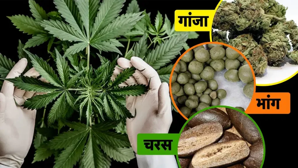 smuggling case was arrest - 2