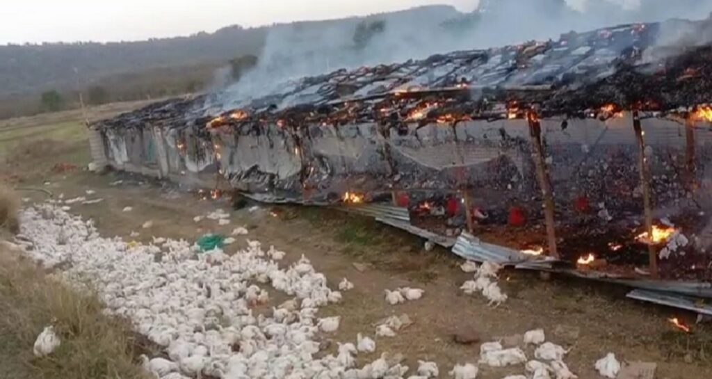 Fire broke out in poultry farm in Karnal - 2