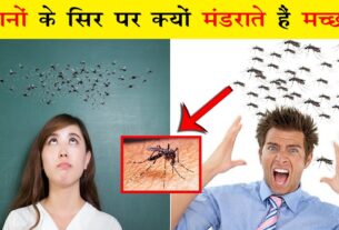 Mosquito facts