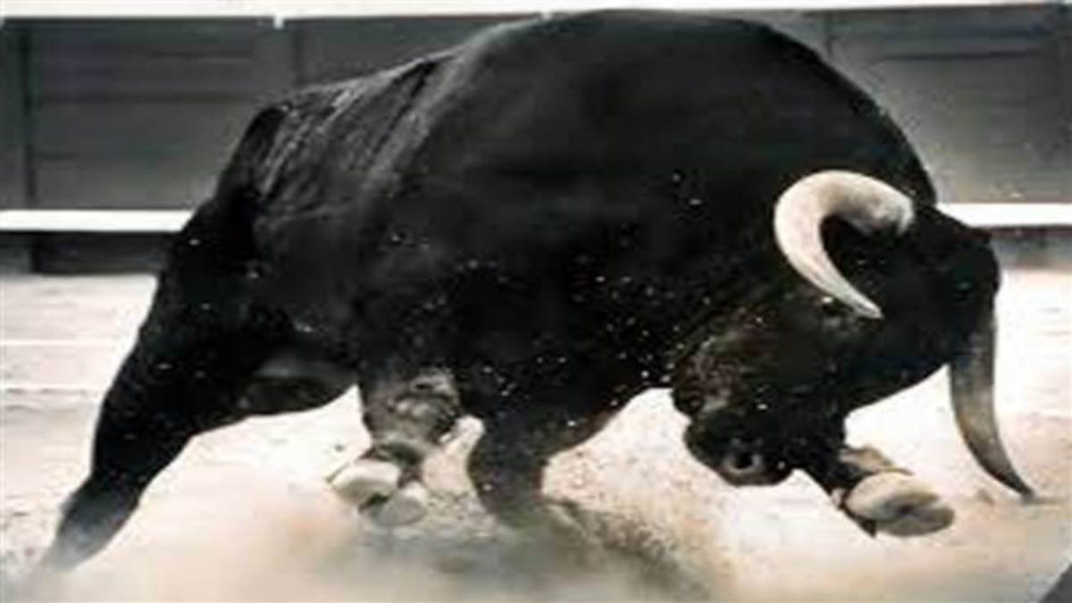 BULL