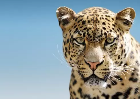 Danger of leopards looms